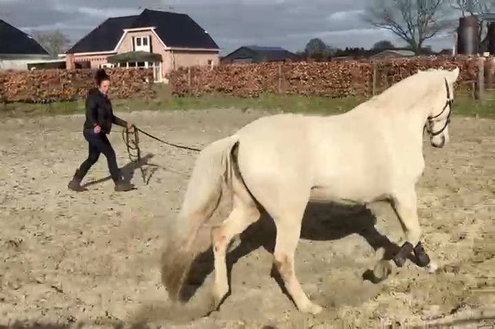 Grondwerk training voor paarden om communicatie en vertrouwen te verbeteren