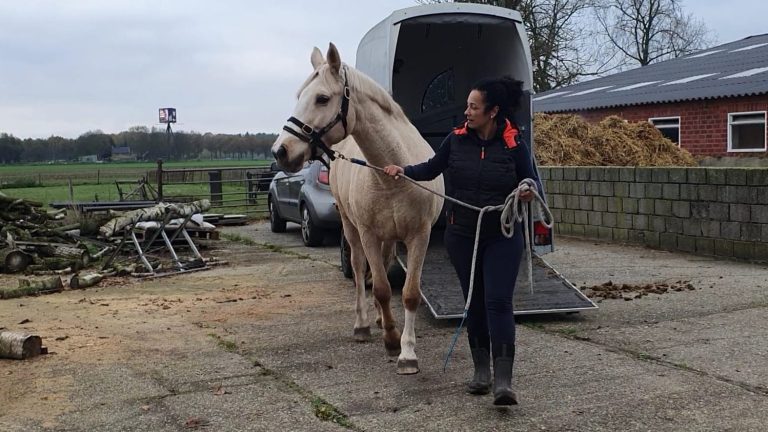 Gedragstraining voor paarden bij probleemgedrag en schrikreacties