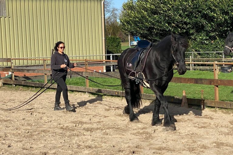 Balansles voor paarden om lichaam en beweging te verbeteren